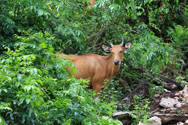 La vaca roja hembra en el jardín natural.