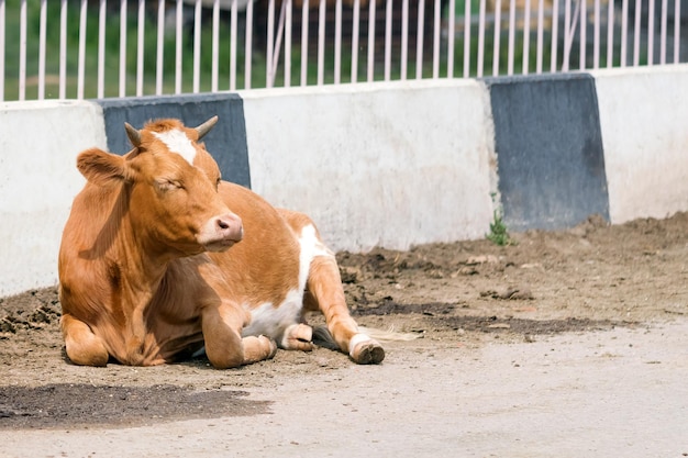 Vaca roja yace en el camino