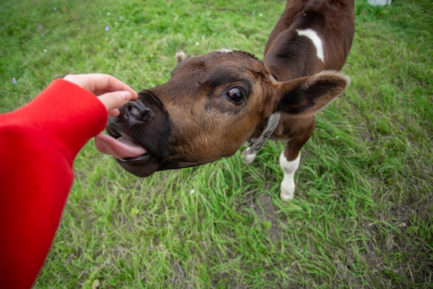 Foto la vaca sacó la lengua para lamer la mano de la niña en un prado verde