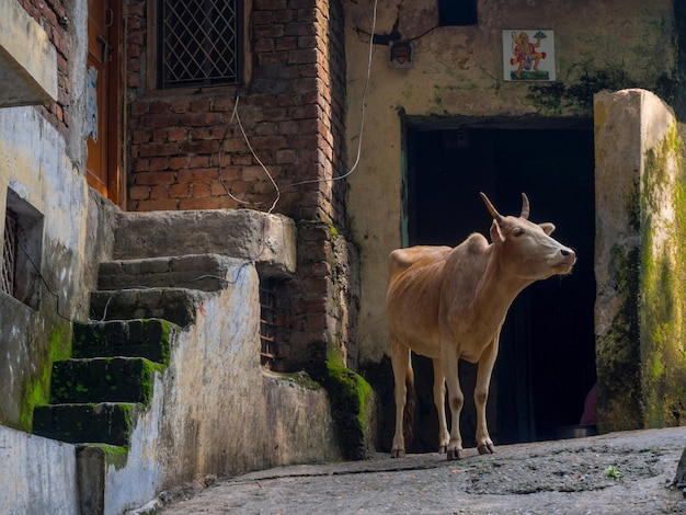 Vaca sagrada india en la calle en Rishikesh India