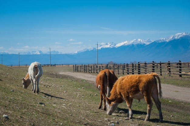 Una vaca sana y bien alimentada en un pastizal en las montañas, con enfoque selectivo.