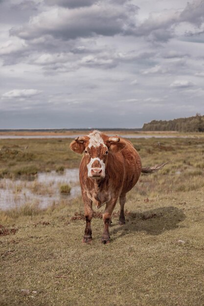 vaca selvagem no parque nacional