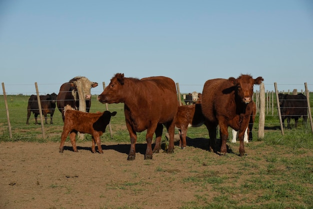 Vaca Shorthorn en campo argentino provincia de La Pampa Patagonia Argentina