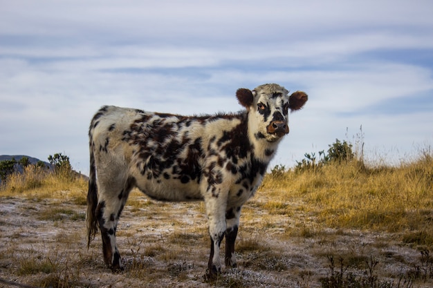 Una vaca en la sierra nevada del cocuy