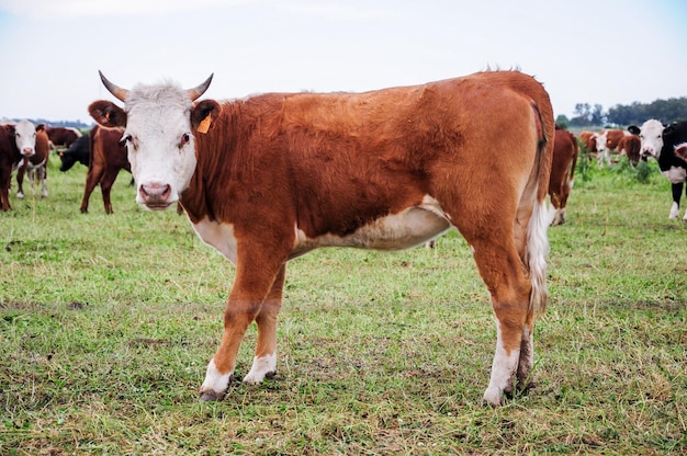 Vaca solitaria con cuernos pequeños mira hacia adelante detrás de una línea de pastoreo