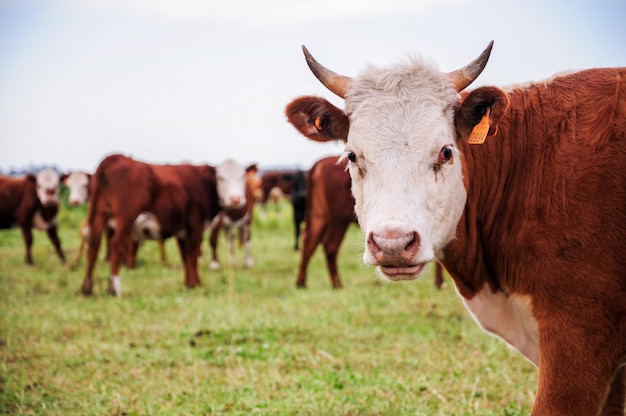 Vaca solitaria con cuernos pequeños mira hacia adelante detrás de una línea de pastoreo