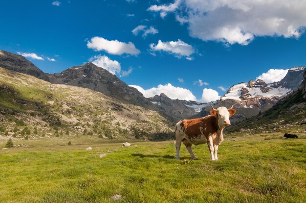 Vaca solitaria pastando en los Alpes italianos