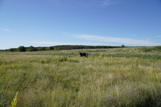 Una vaca solitaria pastando en un prado verde vacas rebaño vacas libres en la naturaleza vacas rango libre