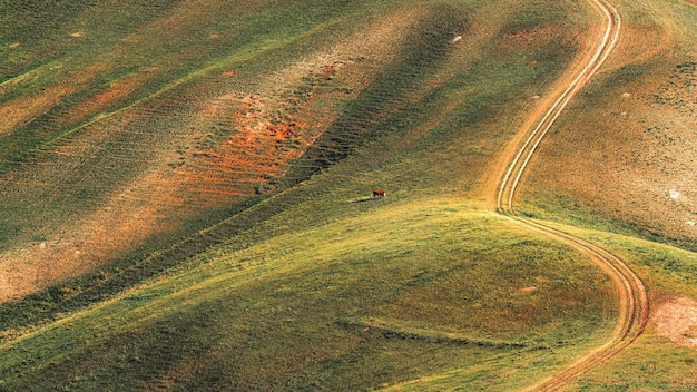 Una vaca solitaria