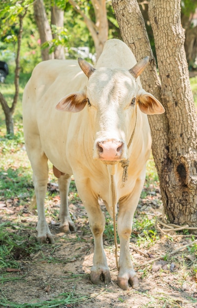 Vaca solteira feliz