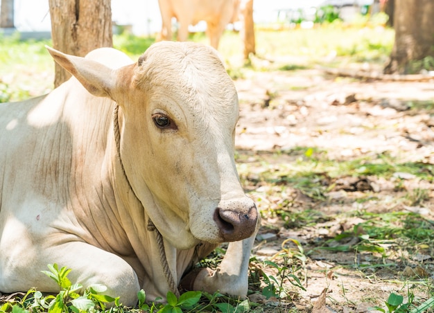 Vaca solteira feliz