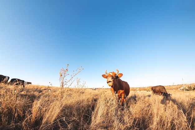 Vaca soltera feliz en el prado durante la puesta de sol de verano Vacas pastando en tierras agrícolas