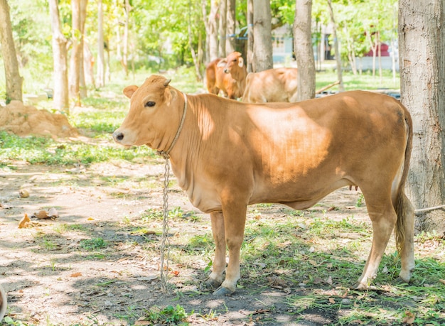 Vaca soltera feliz