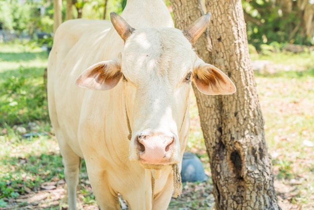 Vaca soltera feliz