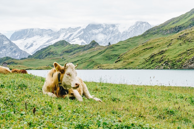 Vaca en Suiza Alpes montaña Grindelwald primero