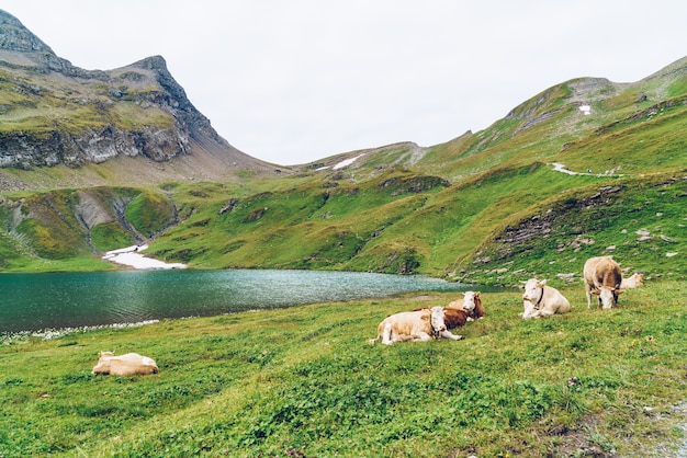 Vaca en Suiza Alpes montaña Grindelwald primero