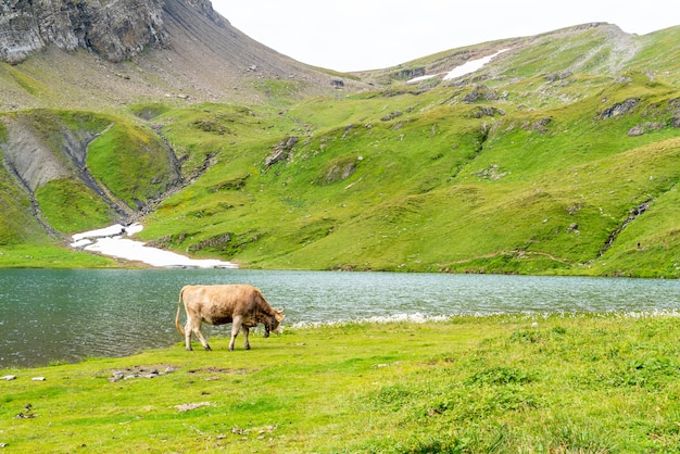 Vaca en Suiza Alpes montaña Grindelwald primero