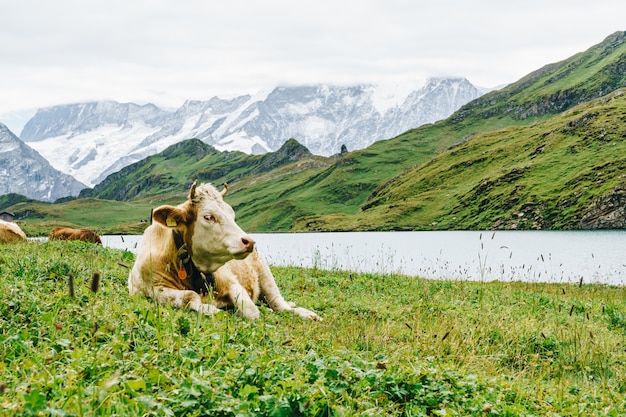 Vaca en Suiza Alpes montaña Grindelwald Primero