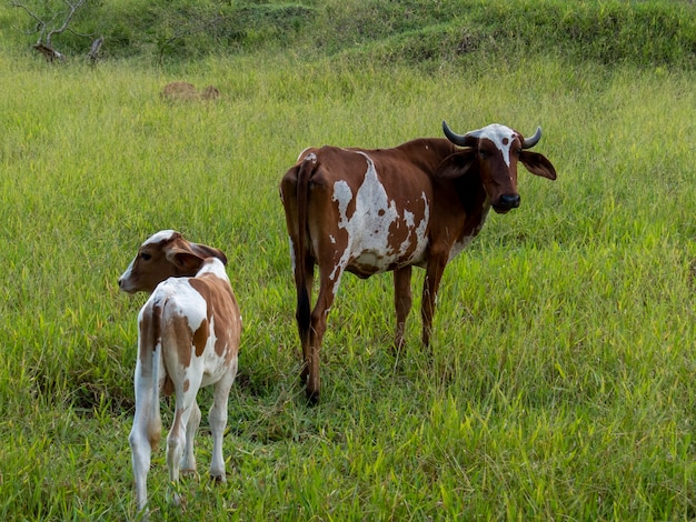 Vaca y ternera manchados en el pasto