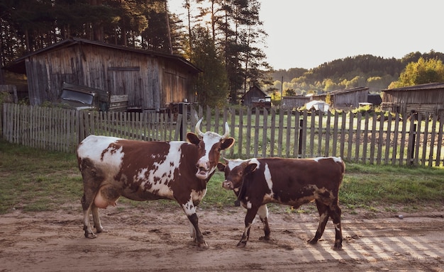 Una vaca y un ternero en la calle en un antiguo pueblo.