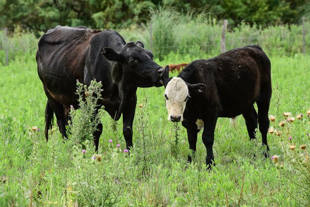 Vaca con ternero La Pampa Argentina