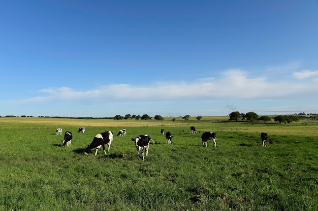 Vaca con ternero La Pampa Argentina