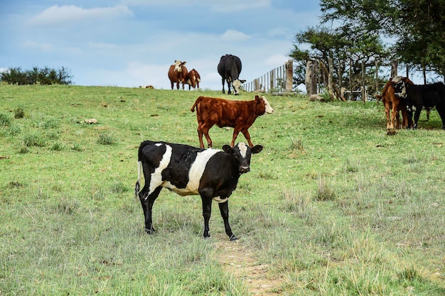 Vaca con ternero La Pampa Argentina