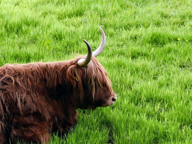 Foto vaca de las tierras altas en un campo