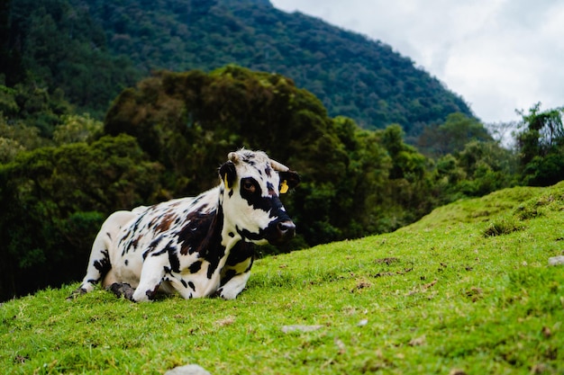 Una vaca tirada en el pasto en la cima de un paisaje tropical de montaña