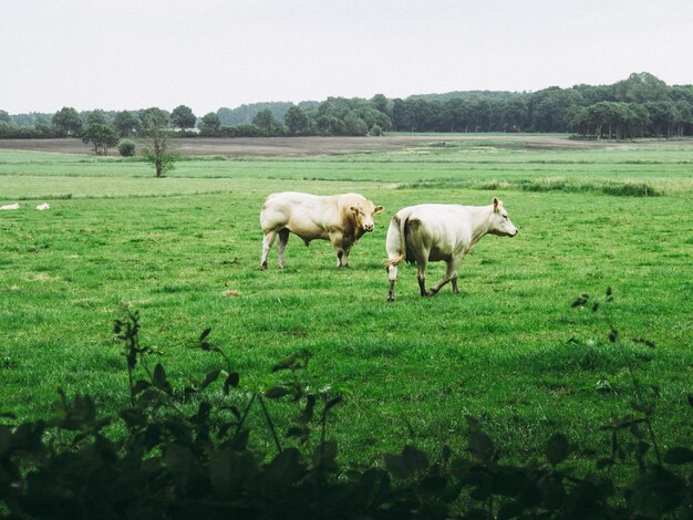 Foto vaca y toro en el campo contra el cielo