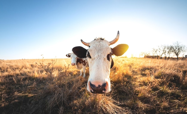 Vaca única feliz no prado durante o pôr do sol de verão Vacas pastando em terras agrícolas