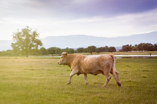 Vaca de vacuno pastando en los pastos