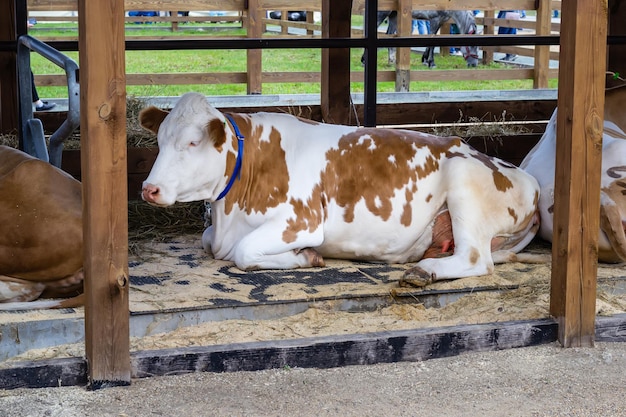 Vaca vermelha branca de raça pura está descansando em um aviário aberto. Exposição Agrícola. Agricultura moderna.