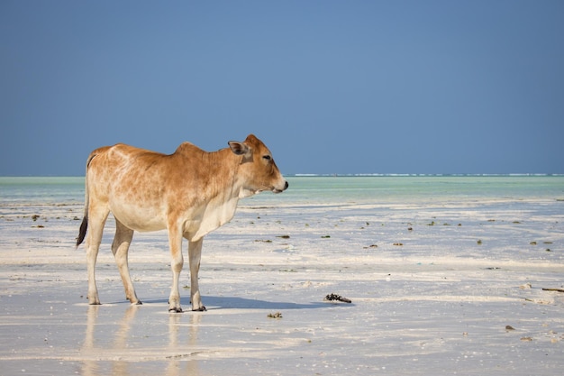 Foto vaca vermelha na costa do oceano bezerro no litoral jovem touro na praia tropical estilo de vida zanzibar
