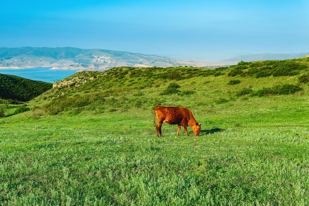 Vaca vermelha pastando em um prado de montanha