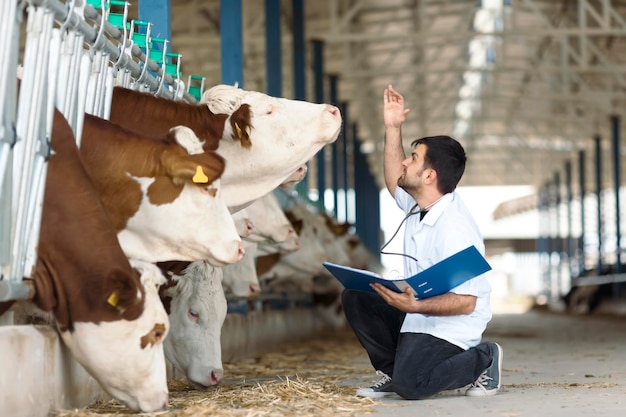 Vaca Veterinária Gado Simental