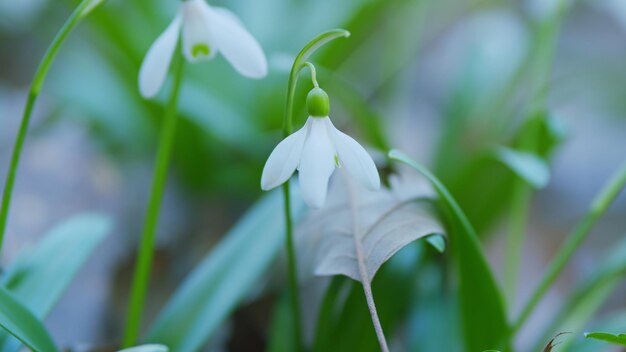 Las vacaciones de marzo la gota de nieve en flor hermosas flores blancas de galanthus nivalis