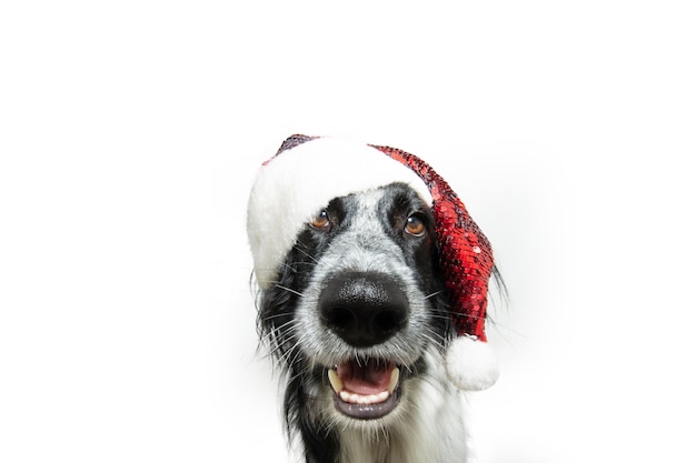 Vacaciones de Navidad mascotas Cachorro de perro con un sombrero rojo de Papá Noel aislado sobre fondo blanco.