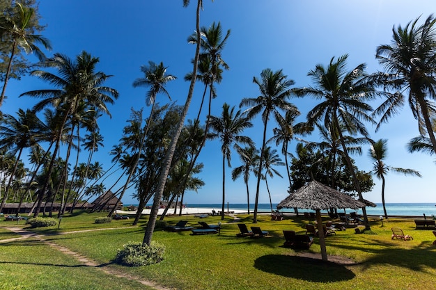 vacaciones bajo palmeras el lugar perfecto para las vacaciones es en una isla con palmeras