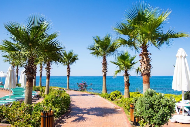 Vacaciones de verano y concepto de viaje - paseo marítimo, con palmeras en la playa