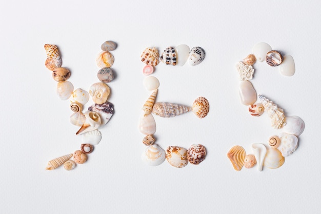 Vacaciones de verano creatividad plana con conchas de mar en fondo de papel blanco con espacio de copia