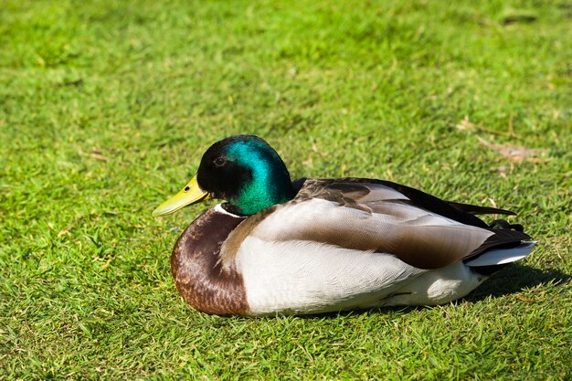 Los vacacionistas en la hierba hermosos drakes pato de colores brillantes en un clima cálido y soleado