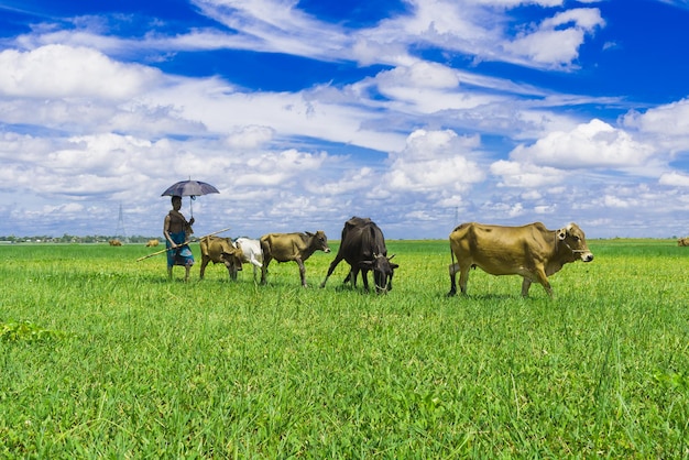 Foto vacas a pastar no campo contra o céu