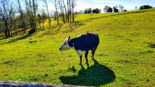 Vacas a pastar no campo contra o céu