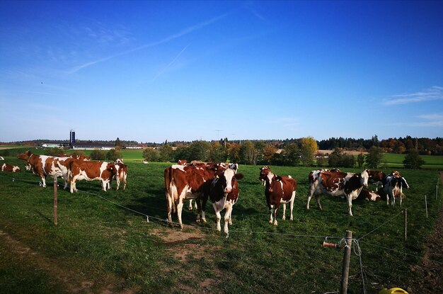 Foto vacas a pastar no campo contra um céu claro