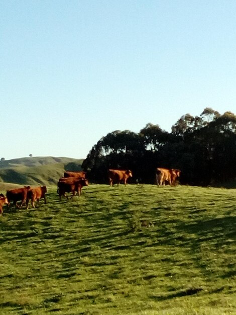 Foto vacas a pastar no campo contra um céu claro