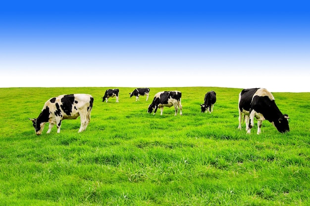 Vacas a pastar no campo contra um céu claro