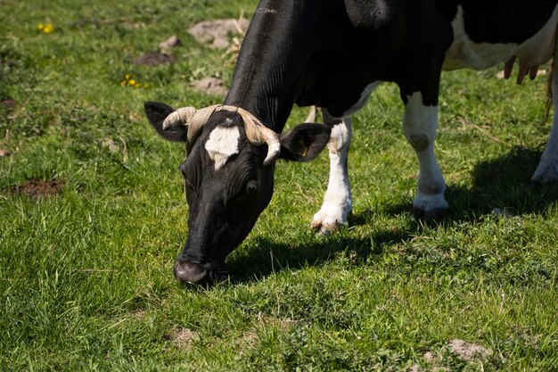 Foto vacas a pastar no campo