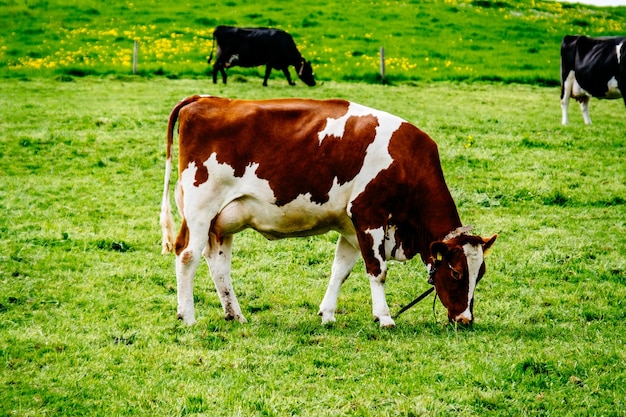 Vacas a pastar no campo