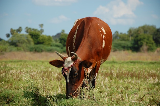 Vacas a pastar no campo